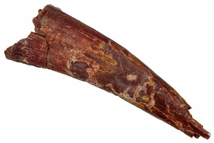 Huge, Fossil Pterosaur (Siroccopteryx) Tooth - Morocco #354878